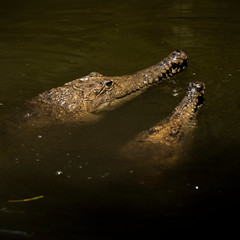 Freshwater crocodile