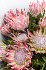  King protea or  protea cynaroides the national flower of South Africa