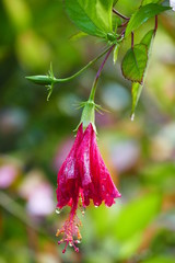 Charming blooming exotic tropical flowers on a nature background.