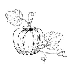 Hand drawing sketch pumpkin. Black and white illustration. Vector