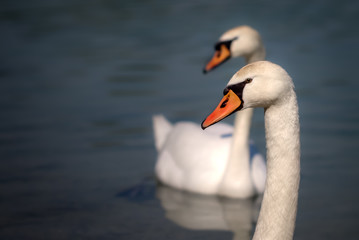swan couple looking back together. in love good times. the same 