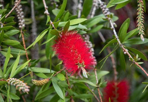 Callistemon citrinus bottle brush red flower in garden