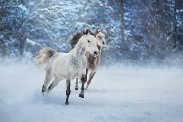 Obraz na płótnie Canvas Grey arabian horses run gallop in snow