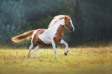 Fototapeta na wymiar Piebald horse run gallop on meadow