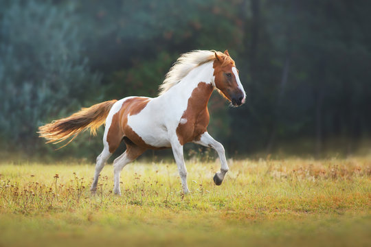Piebald  horse run gallop on meadow
