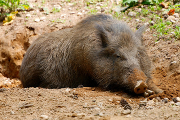 Wildschwein (Sus scrofa) Wildtier