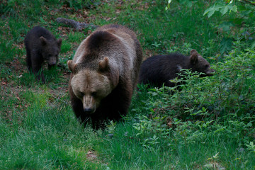 Braunbär mit Jungtieren im Wald (Ursus arctos)