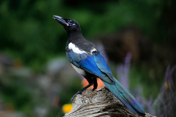  Elster (Pica pica) Rabenvogel