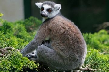 Katta (Lemur catta) Muttertier mit Jungem