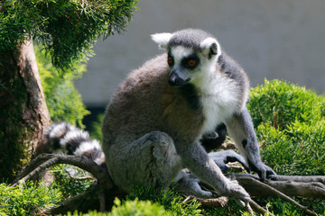 Katta (Lemur catta) Madagaskar