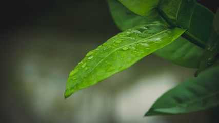 leaf with drops of water