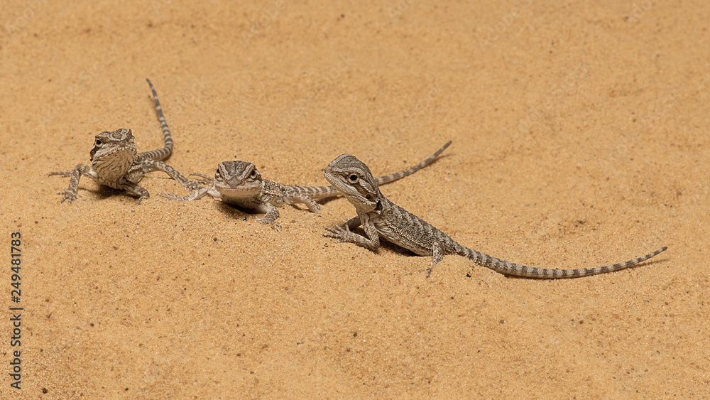 Poster a group of three alert bearded dragons on the look out for predators. they are resting on a sand dun