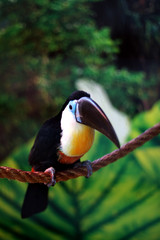toucan