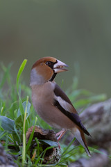 Hawfinch in the nature habitat in green forest of Spain.