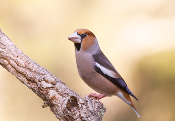 Hawfinch in the nature habitat in green forest of Spain.
