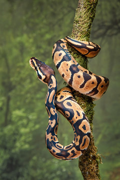 A young royal python wrapped around a tree trunk with its head facing upwards