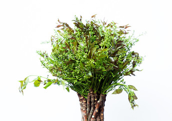 Neem flowers isolated on white background.