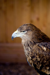 eagle