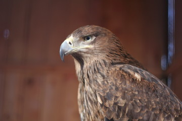 eagle