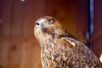 eagle