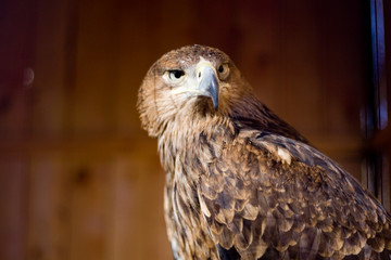 eagle