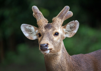 Face of Asian deer in the forest.