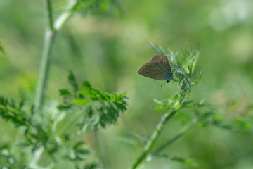Lycaenidae / Mavi Osiris / / Cupido osiris