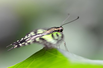 Tropical butterfly Tailed Green Jay (Graphium agamemnon) on a leaf. Swallowtail living in Southeast Asia and Australia. 