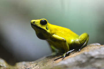 Golden poison dart frog (Phyllobates terribilis) in rainforest. Tropical frog living in South...