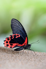 Fototapeta na wymiar Tropical butterfly Scarlet Mormon (Papilio Rumanzovia).Large Swallowtail living in the Indonesia and Philippines.