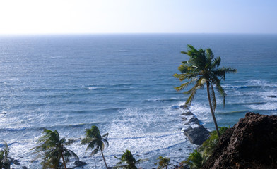 palm trees on a windy day on a rocky ocean shore