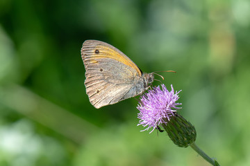 Satyridae / Çayır Esmeri / / Maniola jurtina