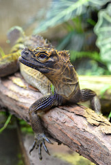 Philippine sailfin lizard (Hydrosaurus pustulatus) on branch.
