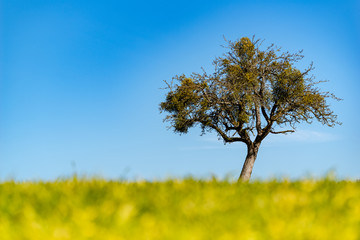 Alleinstehender Baum mit Misteln