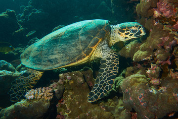 Obraz na płótnie Canvas Schildkröte im Roten Meer