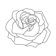 Vector line art of rose. Black isolated on white.
