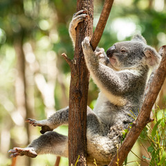 Obraz premium Cute Australian Koala resting during the day.