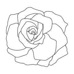 Vector line art of rose. Black isolated on white.