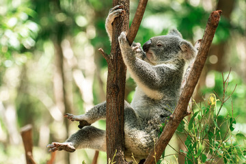 Cute Australian Koala resting during the day.