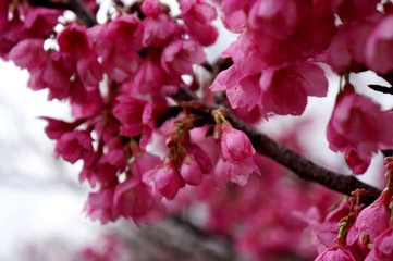 Flowers of Cherry Tree