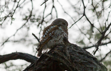 Pearl-spotted owl during sunset