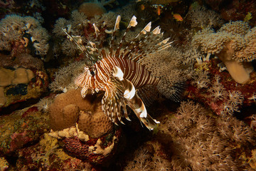 Rotfeuerfisch