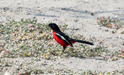 Crimson-Breasted Shrike