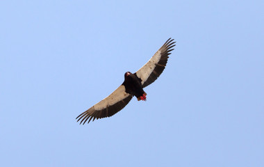 Bateleur flying