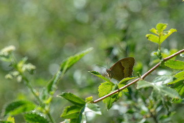 Satyridae / Çayır Esmeri / / Maniola jurtina