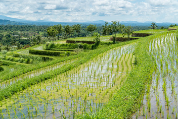 Fototapeta na wymiar Jatiluwih rice terraces landscape in Bali, Indonesia.