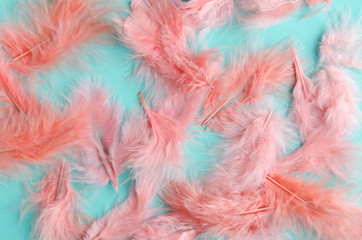 Cute little feathers on blue background.Living coral-modern and trendy color of the year