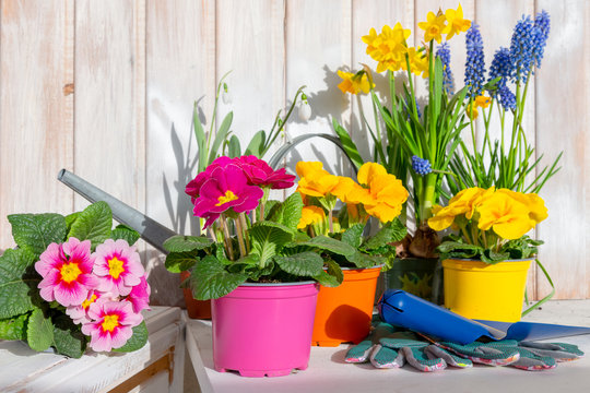 Konzept: Garten, Fr&uuml;hling, Pflanzzeit