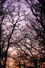 Obraz premium Sunset in the forest in the autumn season when the trees are without leaves.