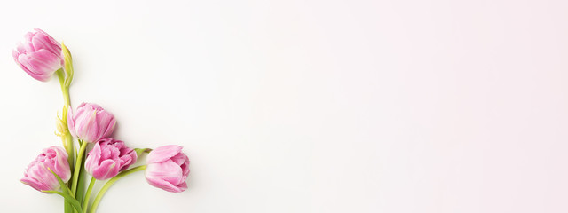 Pink tulips on white background with copy space. Top view, banner for website.